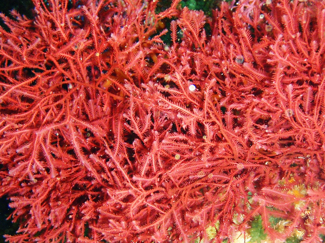 New Health Benefits Of Red Seaweeds Unveiled | Doctor Bob