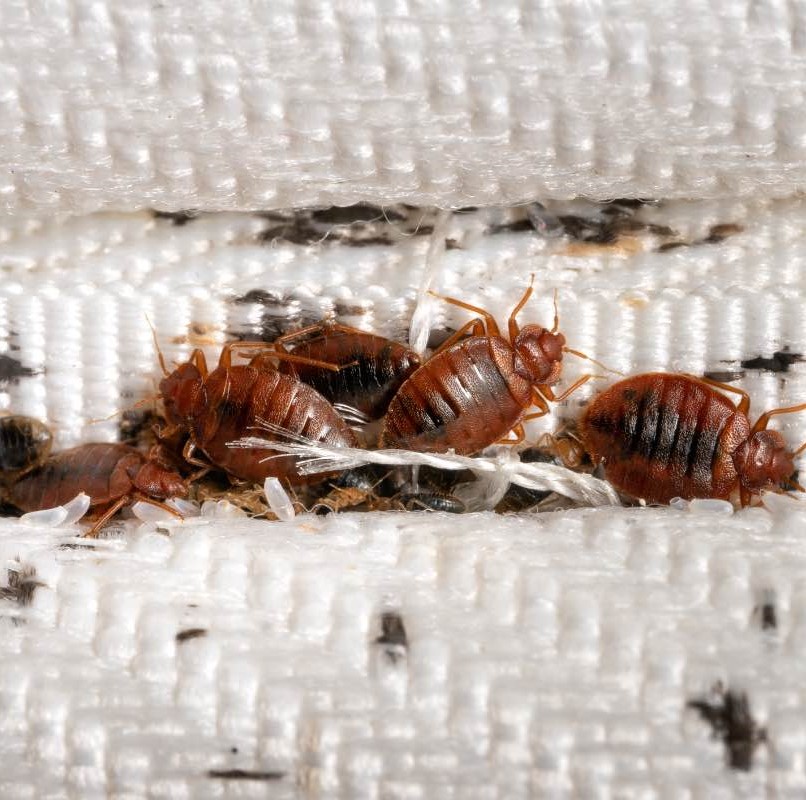 A NEW hard-to-kill species of bed bugs may explain why US and 50 other ...