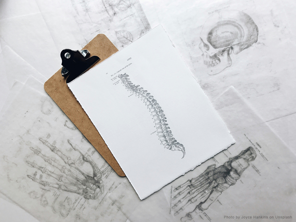 spine drawing