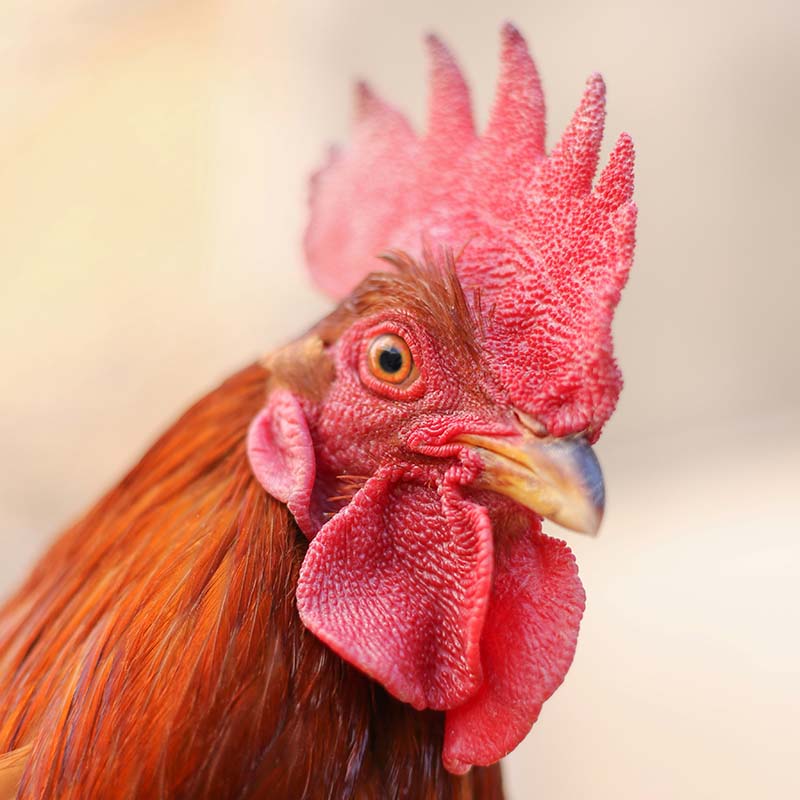 red rooster